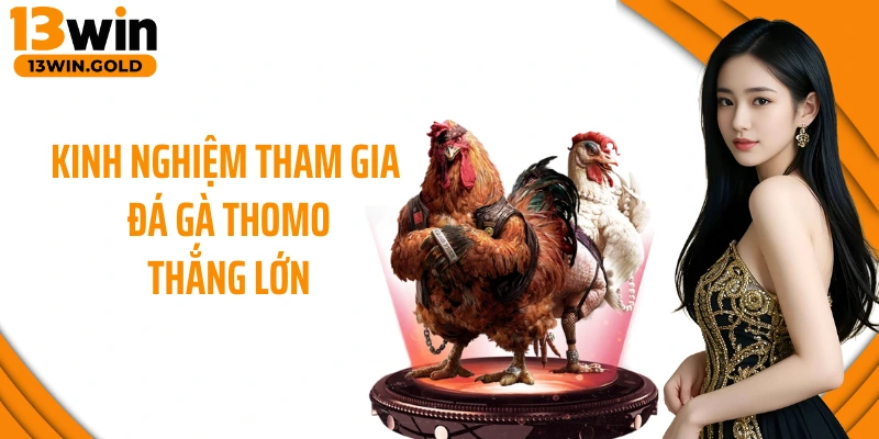 Kinh nghiệm tham gia đá gà Thomo thắng lớn