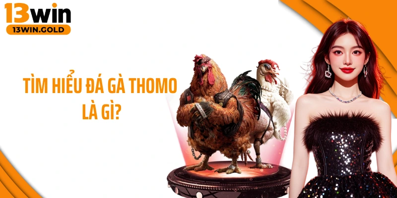 Tìm hiểu đá gà Thomo là gì?